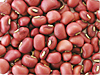 秋田県産万福ささげ（赤ささげ）　豆の種類